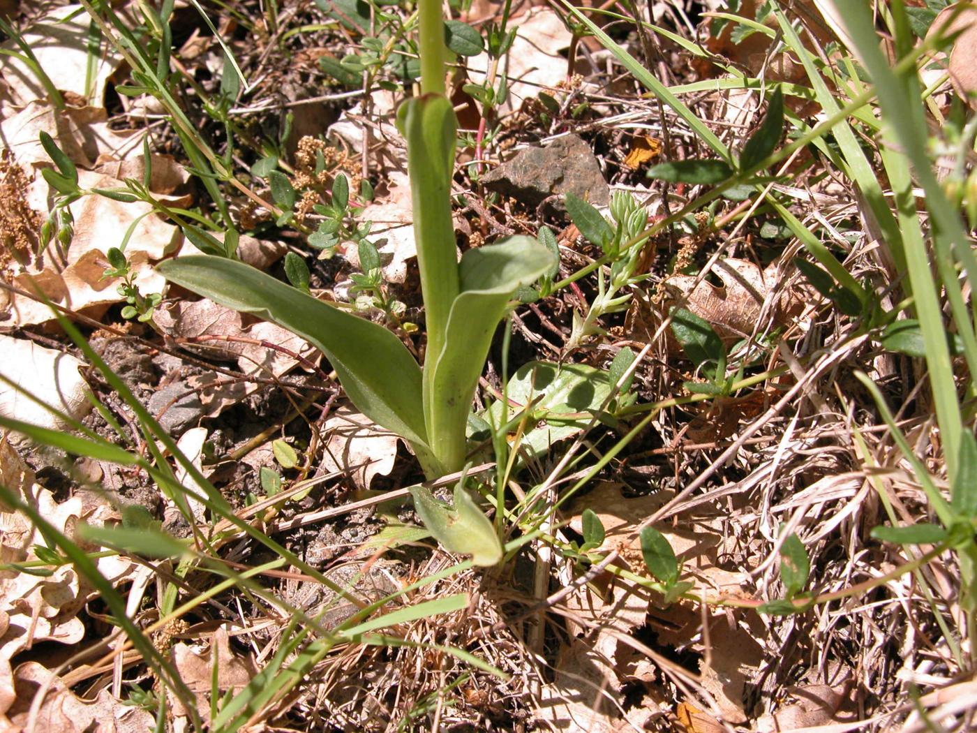 Orchid, Burnt leaf